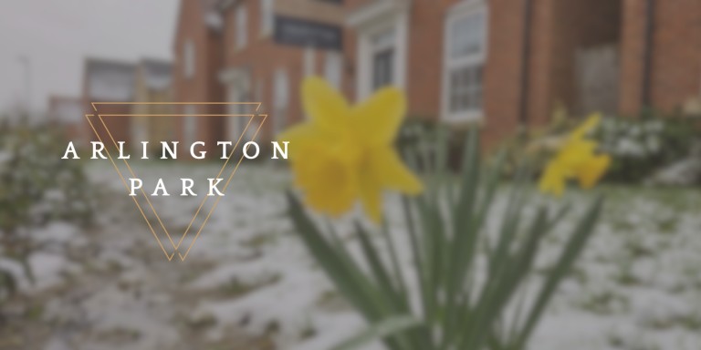 Daffodil Myth
