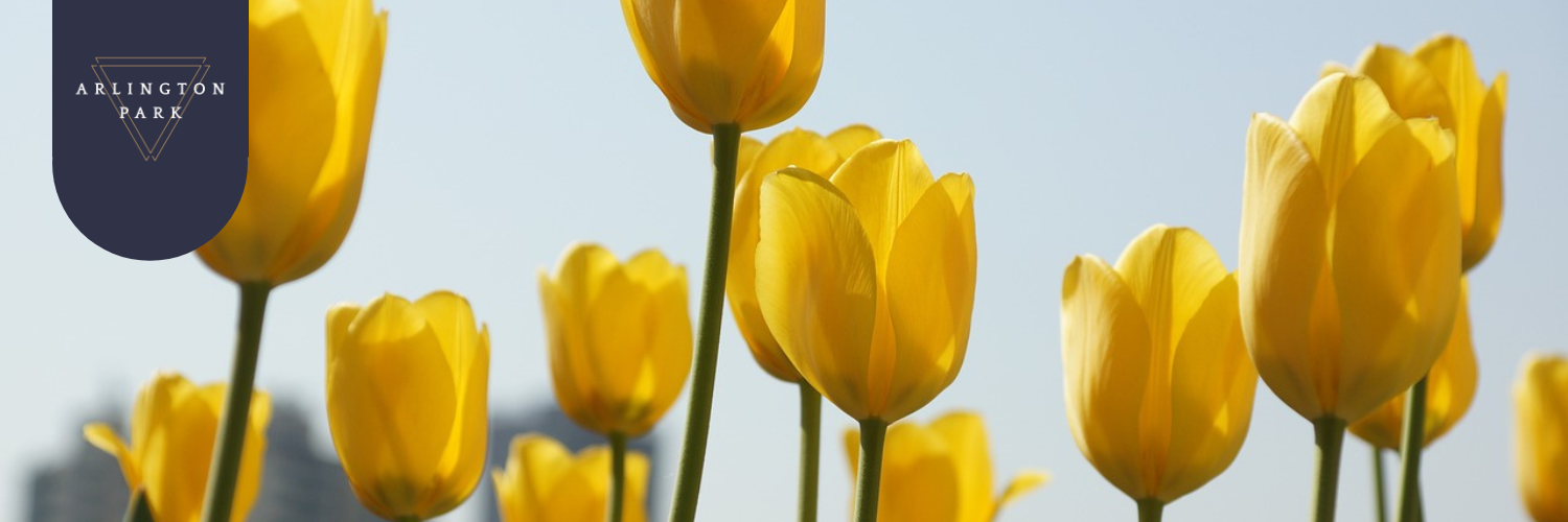 Daffodils growing yellow 